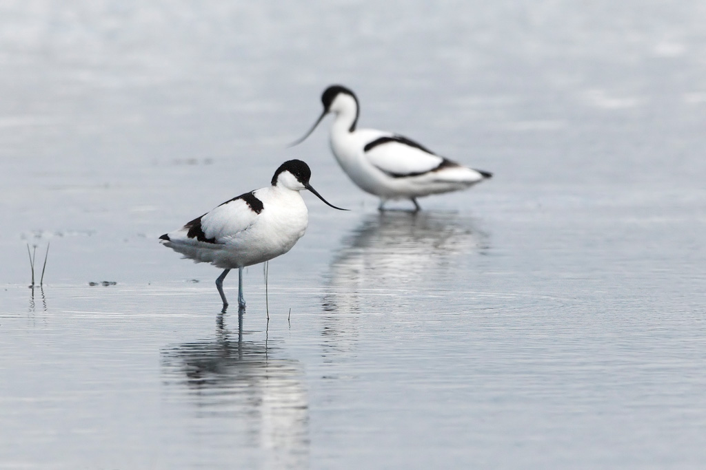 avocet - Kopia