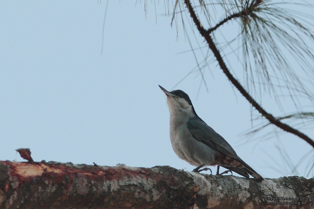giantnuthatchlarge