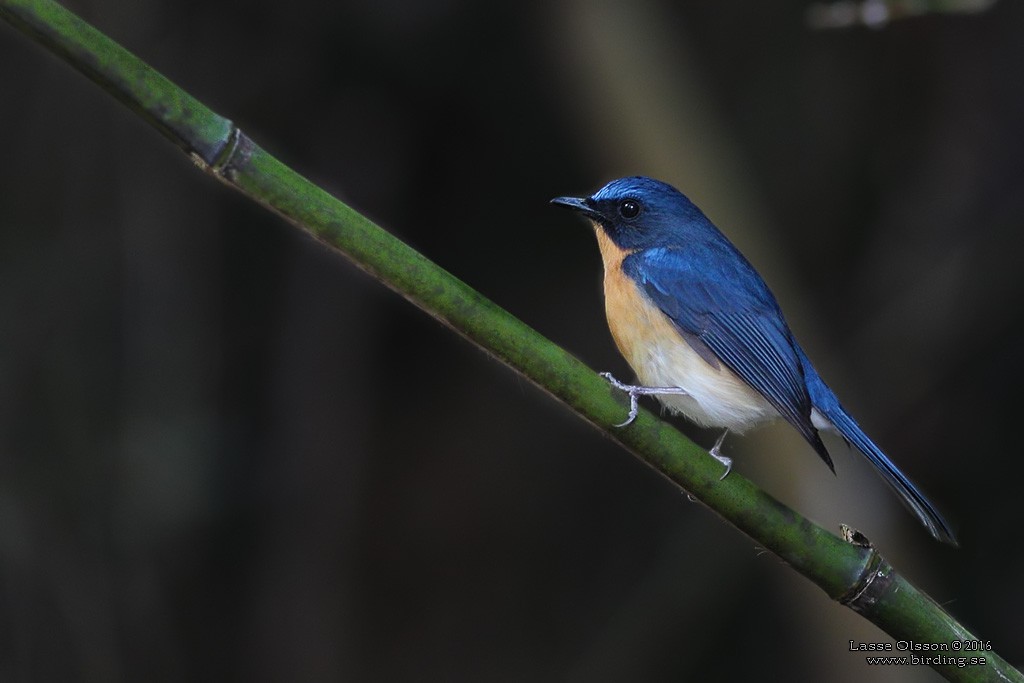 hillblueflycatcher1large