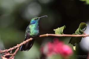 greenvioletear2large
